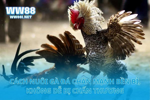 Cách Nuôi Gà Đá Chân Mạnh Bền Bỉ, Không Dễ Bị Chấn Thương