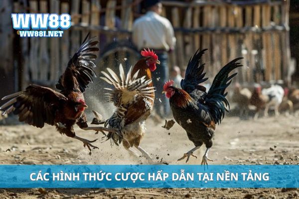 Các hình thức cược hấp dẫn tại nền tảng