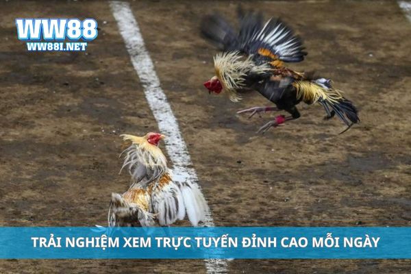 Trải nghiệm xem trực tuyến đỉnh cao mỗi ngày