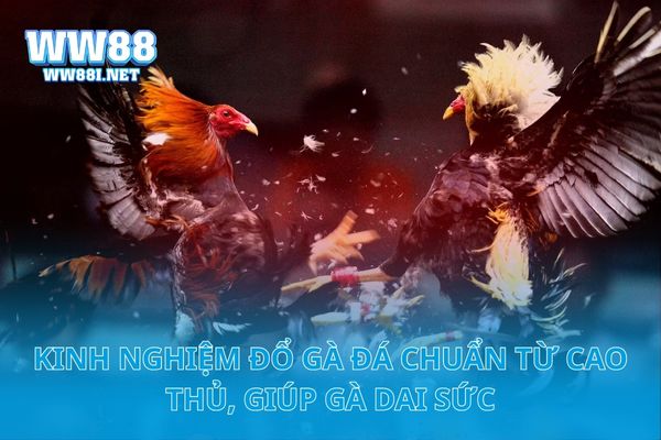 Kinh nghiệm đổ gà đá chuẩn từ cao thủ, giúp gà dai sức